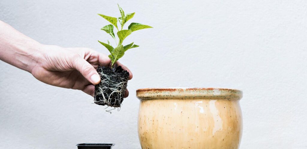 Image of someone potting a plant
